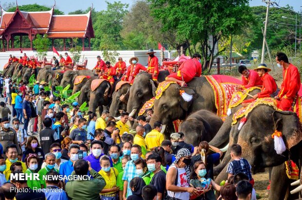 روز ملی فیل ها در تایلند