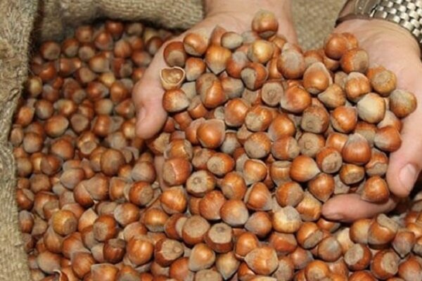 فندق اشکورات در آستانه بحران بیولوژیک؛ طغیان آفت جبران پذیر نیست