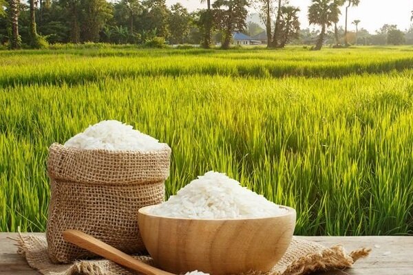 برنج حکم طلا گرفت/ نبض بازار در دست دلال ها