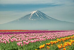 صور جميلة من جمال ورود الربيع في مناطق مختلفة من العالم/ صور