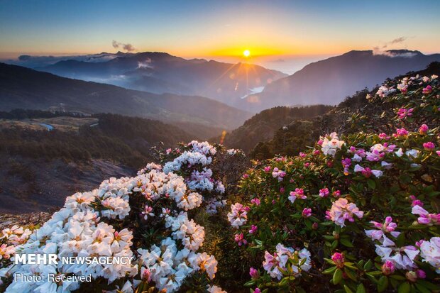 تصاویر زیبا از گل های بهاری در جهان