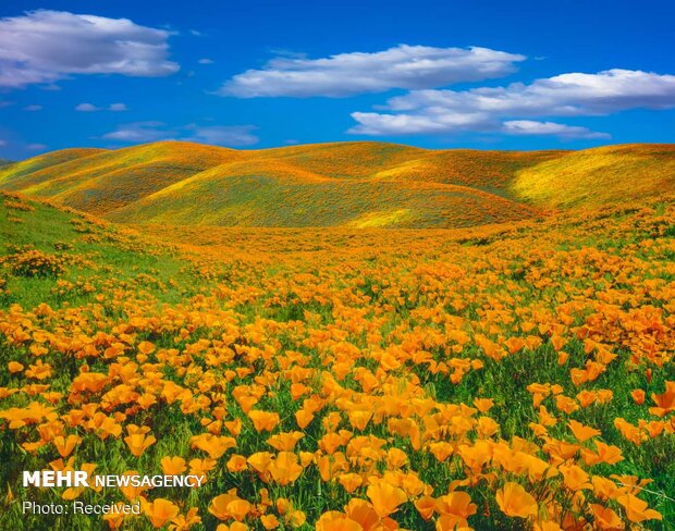 تصاویر زیبا از گل های بهاری در جهان