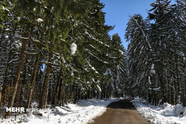 Lajim Forest in N Iran covered with snow
