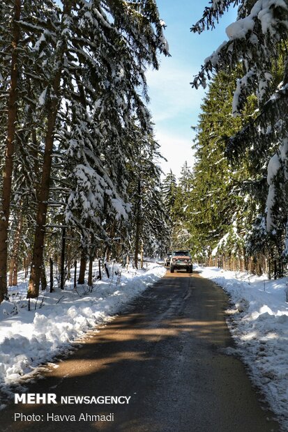 Lajim Forest in N Iran covered with snow
