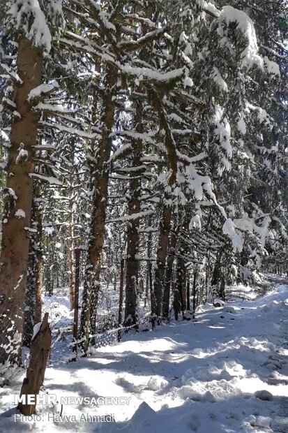 Lajim Forest in N Iran covered with snow
