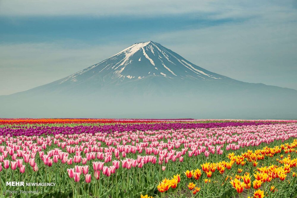 صور جميلة من جمال ورود الربيع في مناطق مختلفة من العالم