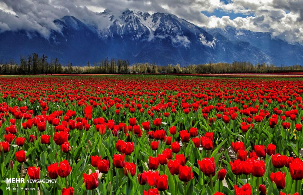 صور جميلة من جمال ورود الربيع في مناطق مختلفة من العالم