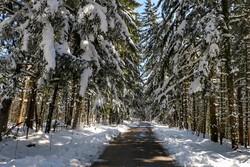 Lajim Forest in N Iran covered with snow