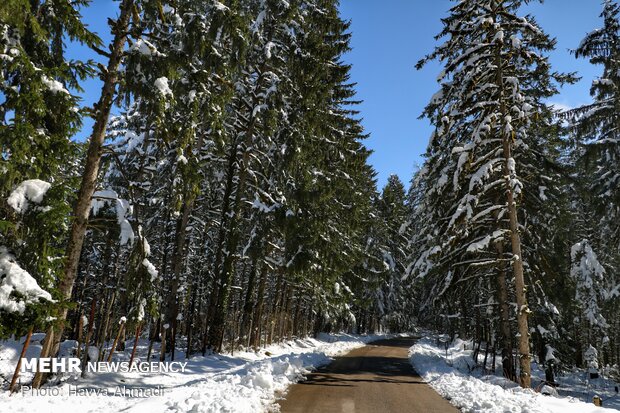 Lajim Forest in N Iran covered with snow
