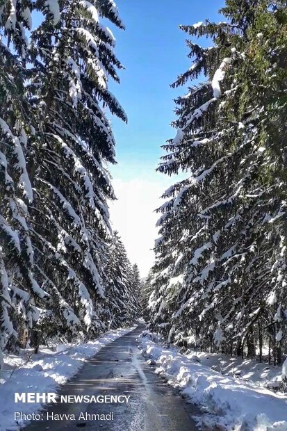 Lajim Forest in N Iran covered with snow
