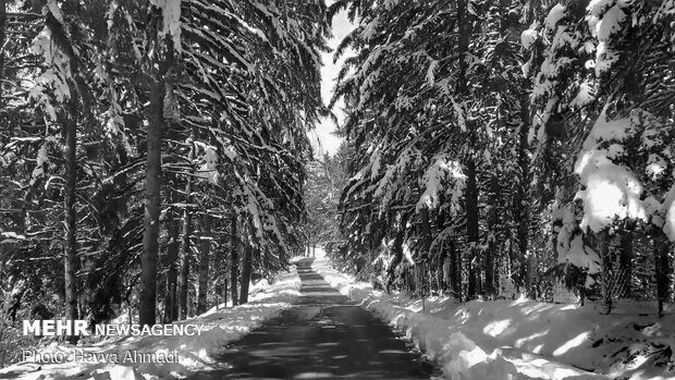 Lajim Forest in N Iran covered with snow
