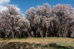 طبیعت زیبای بهاری در روستای توریستی «قاضی جهان» آذرشهر