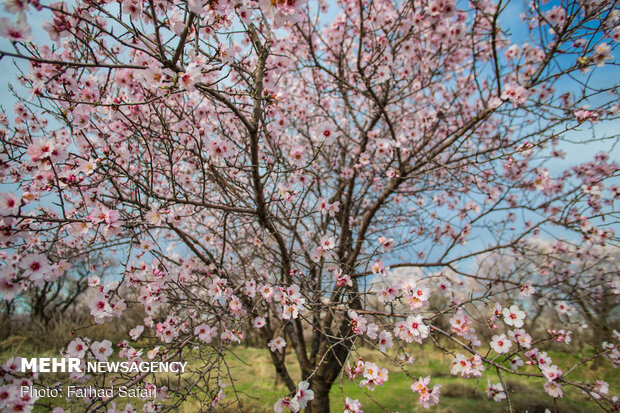 شکوفه در میان باغستان - قزوین