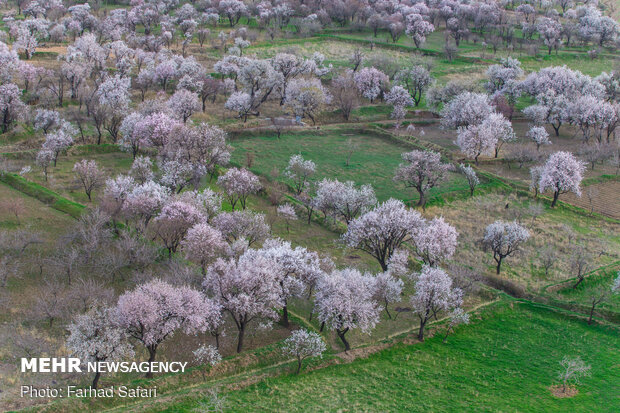 Spring brings beauty to gardens of Qazvin