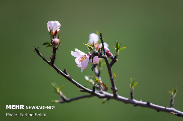 Spring brings beauty to gardens of Qazvin