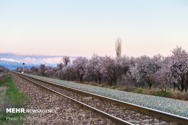 Spring brings beauty to gardens of Qazvin