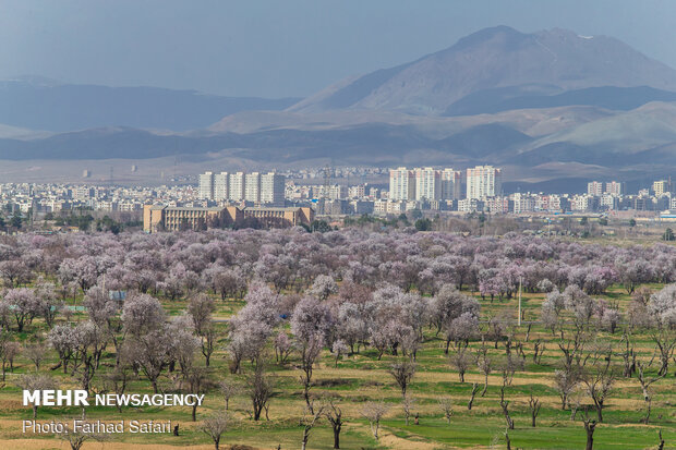 شکوفه در میان باغستان - قزوین