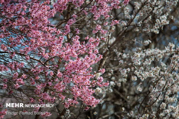 Spring brings beauty to gardens of Qazvin