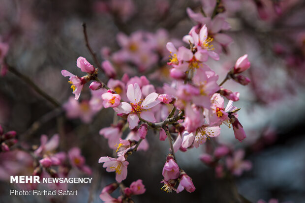شکوفه در میان باغستان - قزوین
