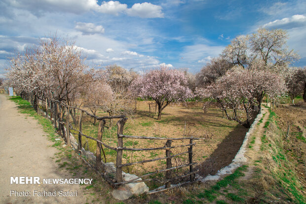 شکوفه در میان باغستان - قزوین