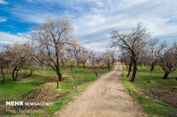 شکوفه در میان باغستان - قزوین