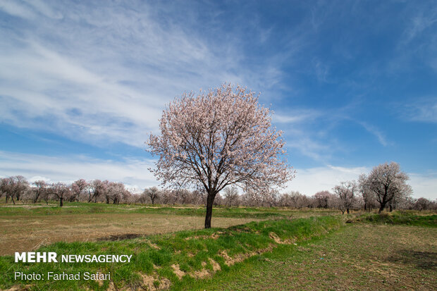 Spring brings beauty to gardens of Qazvin