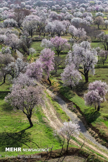 شکوفه در میان باغستان - قزوین