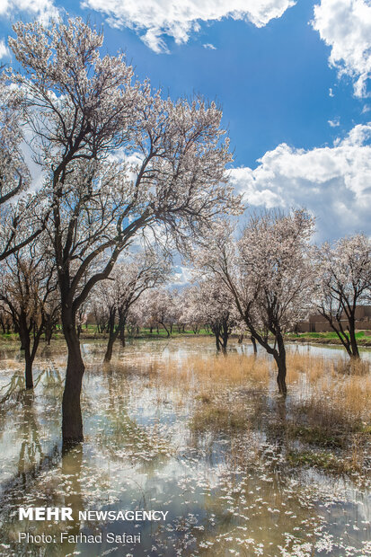 Spring brings beauty to gardens of Qazvin