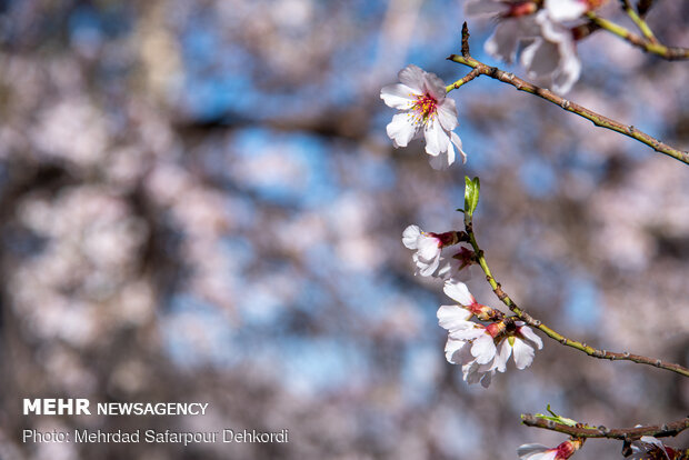 Breathtaking scenery of spring in Shahr-e Kord
