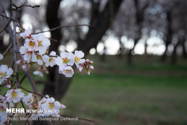 Breathtaking scenery of spring in Shahr-e Kord
