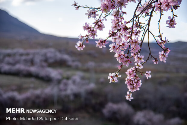 Breathtaking scenery of spring in Shahr-e Kord
