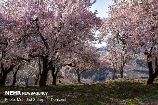 Breathtaking scenery of spring in Shahr-e Kord
