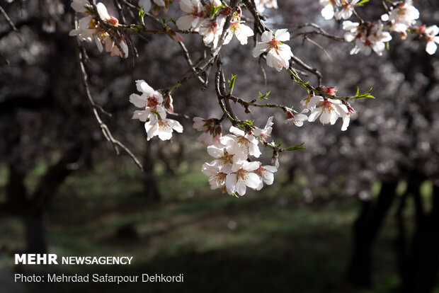 Breathtaking scenery of spring in Shahr-e Kord
