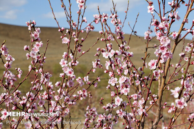 VIDEO: Spring blossoms appear in northern Iran
