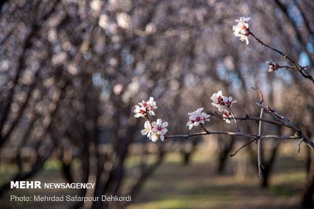 Breathtaking scenery of spring in Shahr-e Kord
