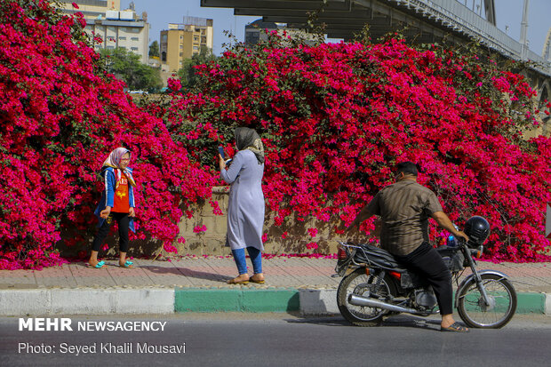 اهواز در محاصره گل های کاغذی