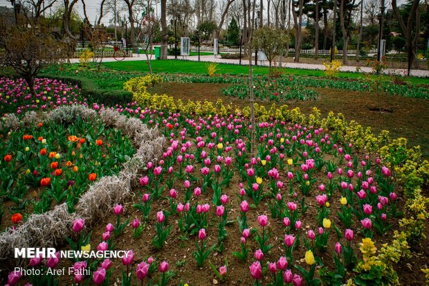 جشنواره گل پاک چمران کرج