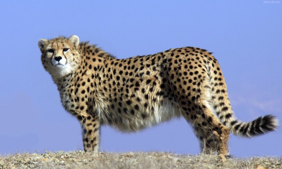 VIDEO: Footage of 5 Asiatic Cheetahs in Touran protected area