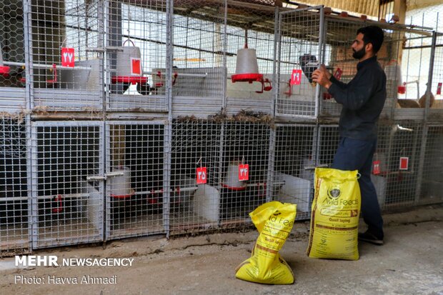 Pheasant farming in Mazandaran