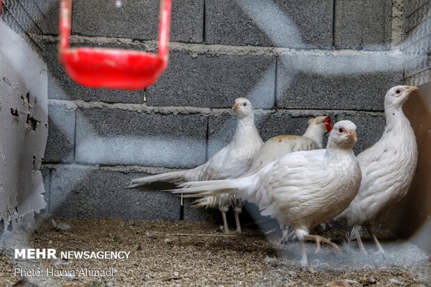 Pheasant farming in Mazandaran