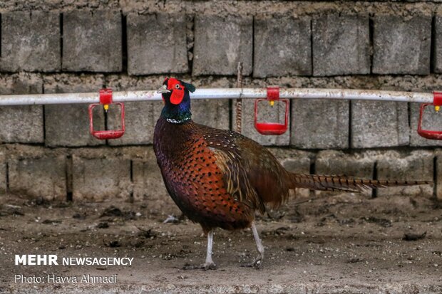 Pheasant farming in Mazandaran