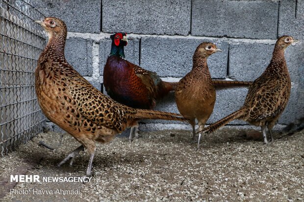 Pheasant farming in Mazandaran