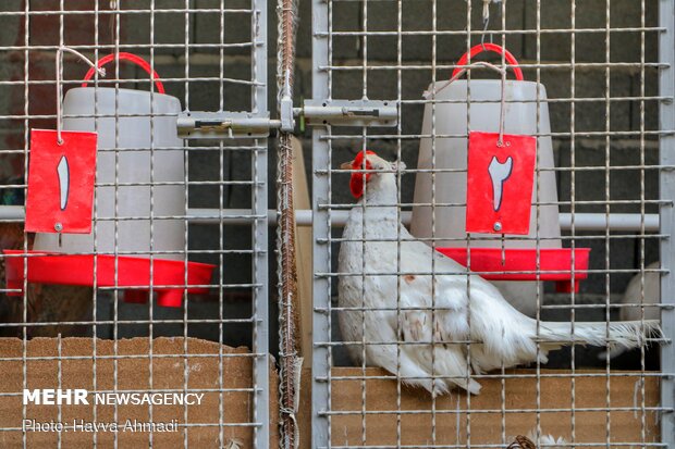 Pheasant farming in Mazandaran