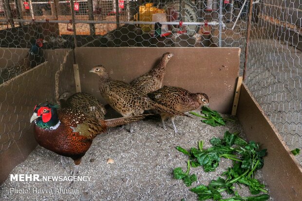 Pheasant farming in Mazandaran