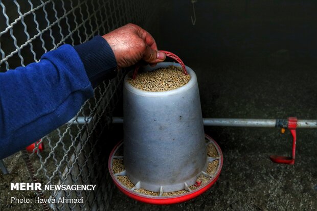 Pheasant farming in Mazandaran