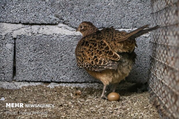 Pheasant farming in Mazandaran