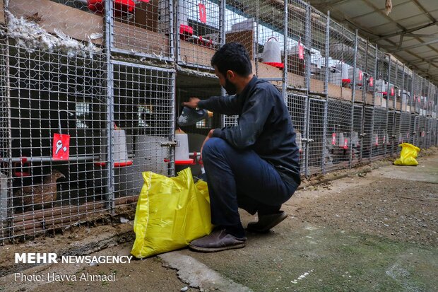 Pheasant farming in Mazandaran