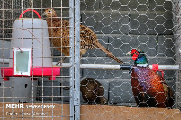 Pheasant farming in Mazandaran