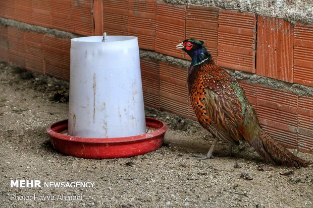 Pheasant farming in Mazandaran