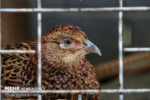 Pheasant farming in Mazandaran